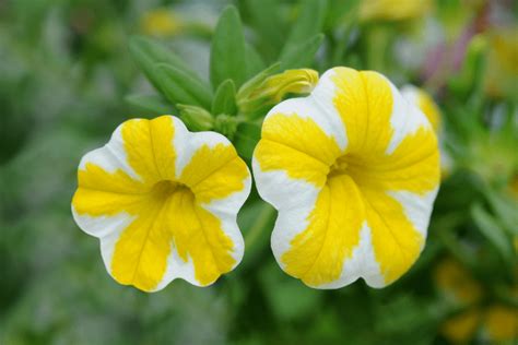 Calibrachoa Growing Tips