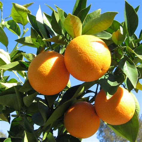 Dwarf Valencia Orange Tree