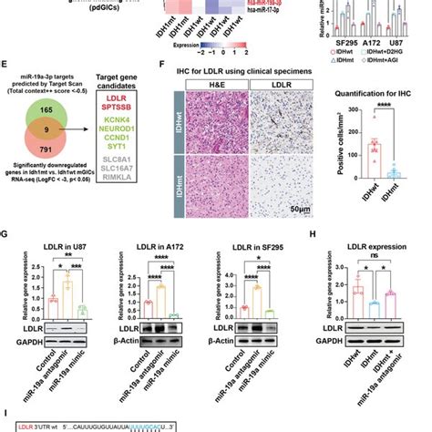 Identification Of MiR19a LDLR Axis In IDH Mutant Glioma Cells A