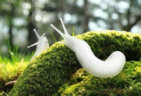 This Rare Slug Rreallifeshinies