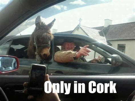 Only In Cork Irish Memes Irish Funny Animals