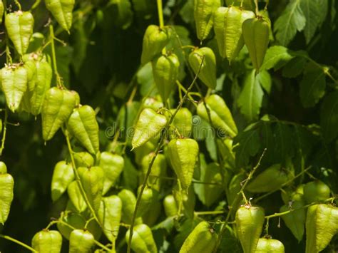 Golden Rain Tree Koelreuteria Paniculata Unripe Seed Pods Close Up