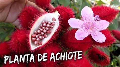 Conoce La Planta De Achiote Tambien Conocida Como Annatto YouTube