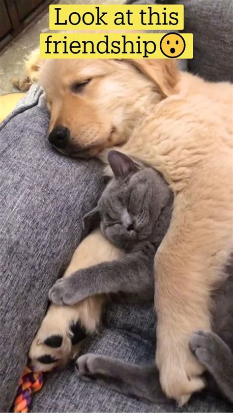 Look at this friendship😮 | Funny animal videos, Funny animals, Dog cat