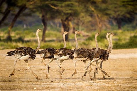 Ostrich - Animal Facts for Kids - Characteristics & Pictures