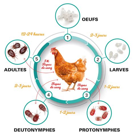 Astuces Pour Lutter Contre Les Poux Rouges Des Poules Off