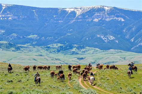Cattle Roundup Rancher Br