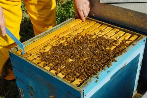 El Apicultor Revisa Colmenas Con Abejas Cuidando De Marcos Foto De