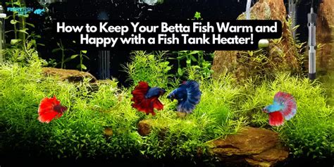 Do Betta Fish Need A Heater Keeping Your Betta Fish Warm