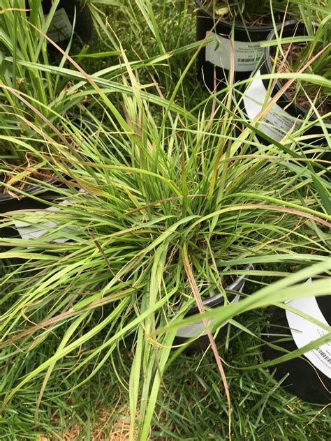 Burgundy Bunny Fountain Grass Pennisetum Alopecuroides Burgundy Bunny