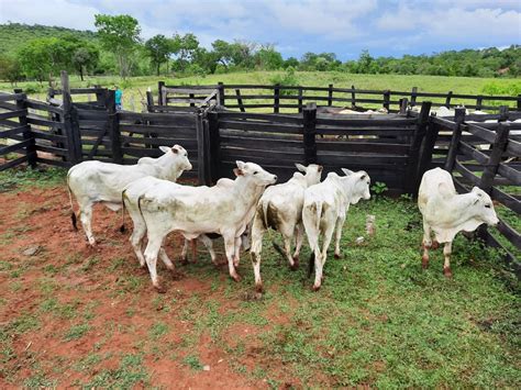 Homem Preso Por Furto De Cabe As De Gado Preju Zo De Ao Menos