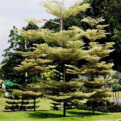 Terminalia Variegated | Trees Plants | Online plant nursery | Gulab.pk