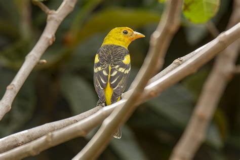 Bird Western Tanager Ornithology Free Photo On Pixabay Pixabay