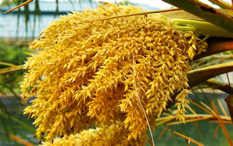 Gambar Pohon Mekar Menanam Daun Berkembang Makanan Menghasilkan