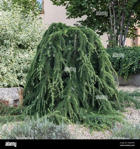 Himalayan Cedar Cedrus Deodara Pendula Stock Photo Alamy