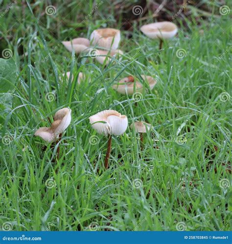 Fairy-ring-mushroom in the Damp Grass Stock Image - Image of growing
