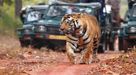 Bandhavgarh Safari Tour Package From Ahmedabad