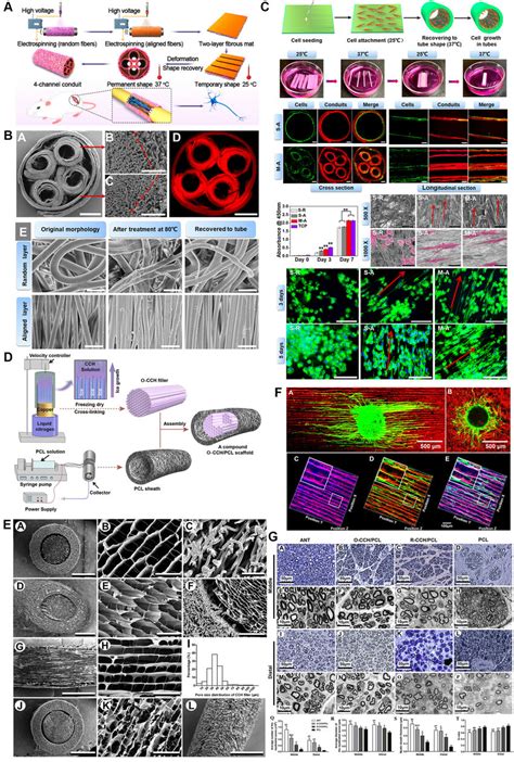 Three Dimensional D Multichannel Designs For Peripheral Nerve