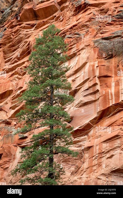 Usa Arizona Oak Creek Canyon Coconino National Forest Evergreen Tree And Canyon Wall Along