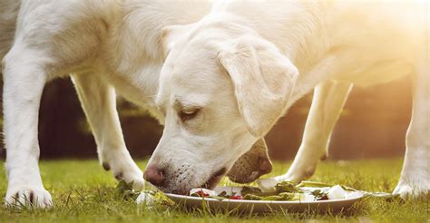 Should Dogs Eat The Same Food Every Day Rotational Feeding For Dogs