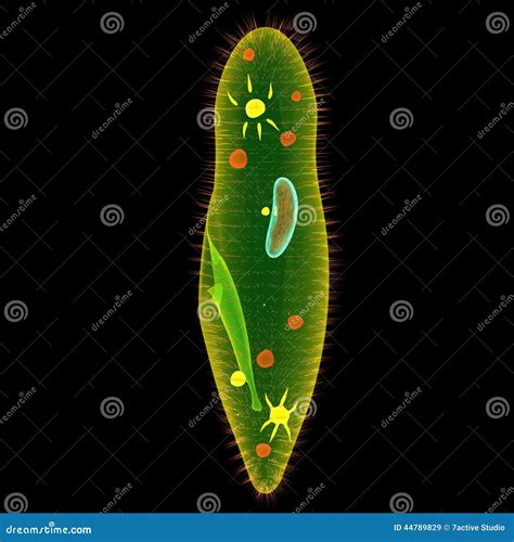 Protozoa Cartoons Illustrations And Vector Stock Images 1525 Pictures