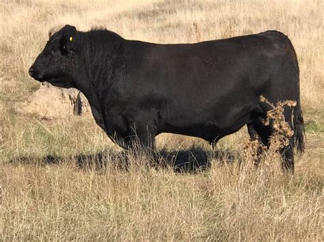 Taimate Angus Bull Breeders News