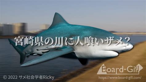 宮崎県の川にオオメジロザメ出没！人喰いザメ北上の原因とは？【危険生物】【大淀川】 Board Gill