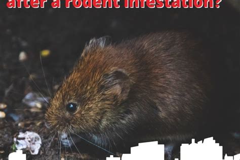 What should you consider after a rodent infestation? - Rodent ...