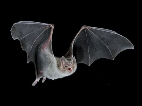 3D Printed Bat Models Yield New Scientific Discoveries About Flight