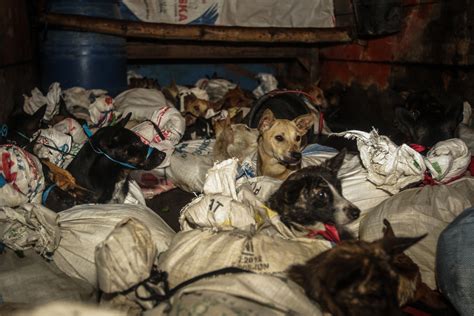 Video Muestra A Perros Que Se Dirigen Al Matadero De Carne Siendo