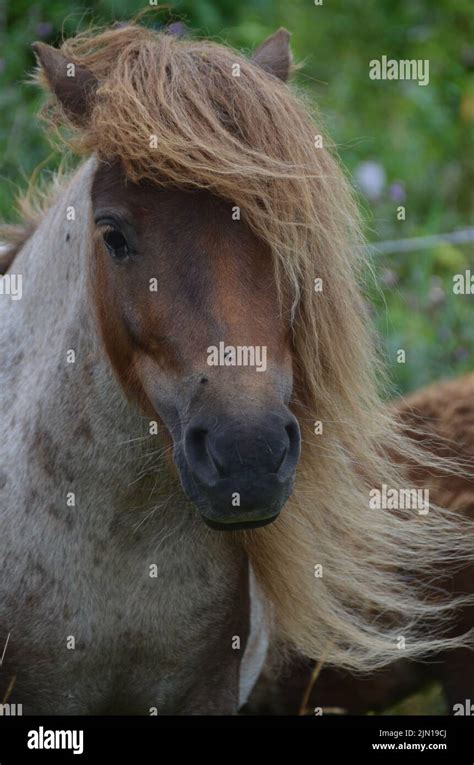 A Vertical Shot Of The Head And Brown Mane Of Shetland Pony Stock Photo