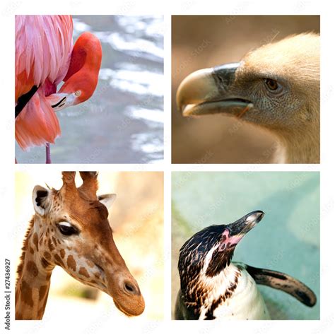 Zoo Parc Zoologique Flamant Rose Vautour Girage Marsouin Stock Photo