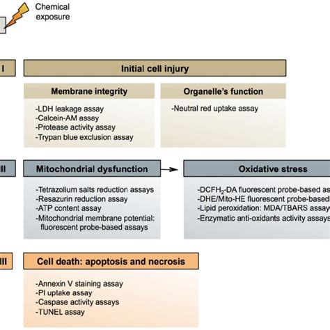 Scheme representing the mechanisms of general cytotoxicity and ...