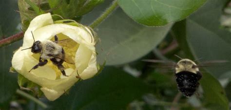 The Bumble Bee One Of Floridas Vital Pollinators Panhandle Agriculture