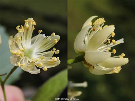 Tilia Americana American Basswood Minnesota Wildflowers