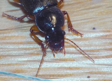 R F Insecta Coleoptera Carabidae Pseudoophonus