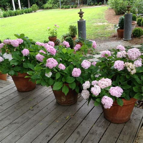 Growing Hydrangeas In Pots Container Garden Ideas Hgtv 56 Off