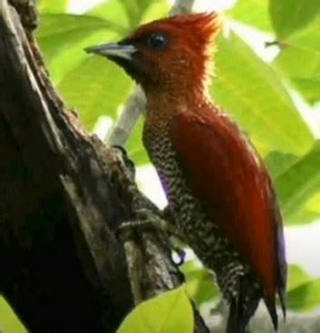 Burung Pelatuk Merah - Homecare24