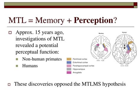 Ppt Involvement Of Medial Temporal Lobe Structures In Memory And