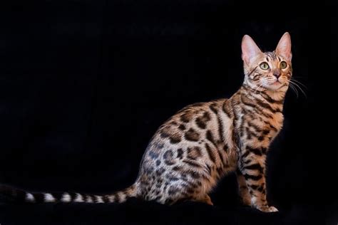 Gato Bengalí Conoces la raza Consejos Veterinarios