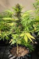 Dark Devil Auto Sweet Seeds Galería de Cannabis