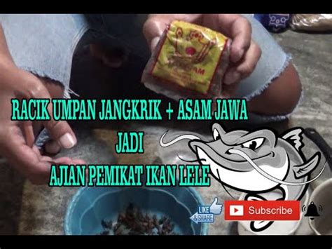 Racik Umpan Jaja Jangkrik Asem Jawa Ajian Pemikat Ikan Lele Youtube