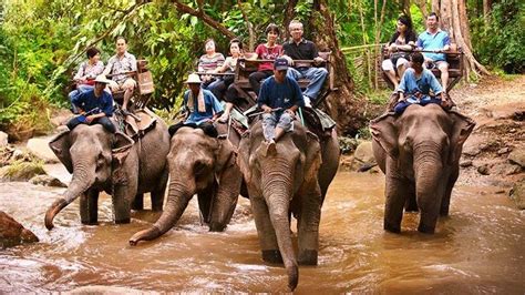 Mae Sa Elephant Camp Chiang Mai Olsen Tours