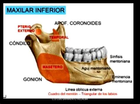 HUESO MAXILAR INFERIOR