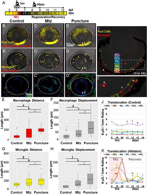 Immunomodulation Accelerated Neuronal Regeneration Following Selective