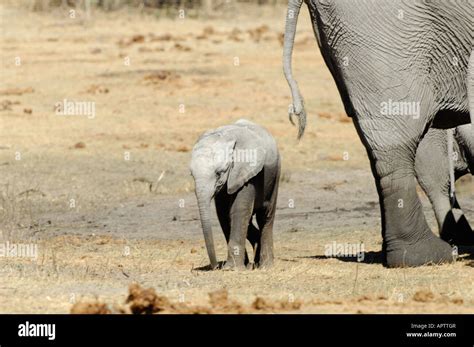 Baby Elephant behind Mother Stock Photo - Alamy