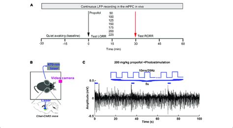 | Experimental procedures (A) In vivo LFP recording and behavioral test ... 