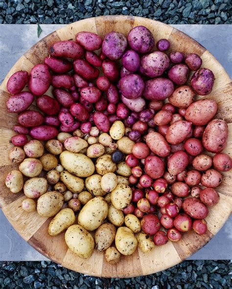 How To Grow Potatoes In Containers Grow Bags Artofit