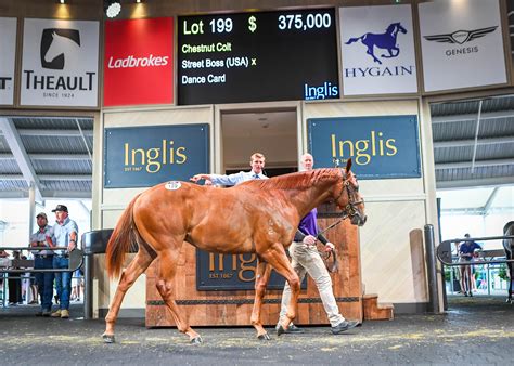Street Boss colt attracts attention of Hong Kong, Darley stallions