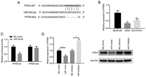 MiR 205 5p Translationally Represses PTEN By Targeting Specific